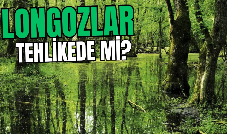 Longozlar Tehlikede mi?