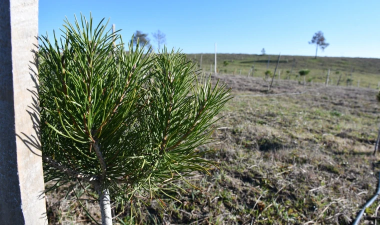 3 Yılda 7 bin 761 Fidan Dikildi