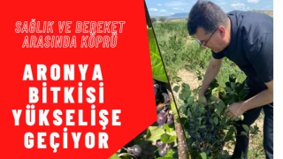Aronya Bitkisi Yükselişe Geçiyor
