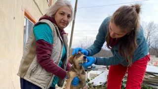 Yaralı Köpeğe Acil Yardım