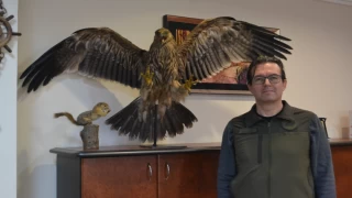 Kırklareli'nde Şah Kartalı Ölümsüzleştirildi.