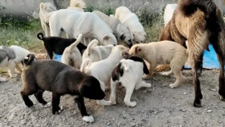 Sokak Köpekleri İçin Uyutma Yasası Meclis Gündeminde