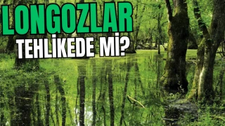 Longozlar Tehlikede mi?