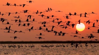 Gala Gölü’nü Yok Etme Projesi