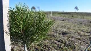 3 Yılda 7 bin 761 Fidan Dikildi